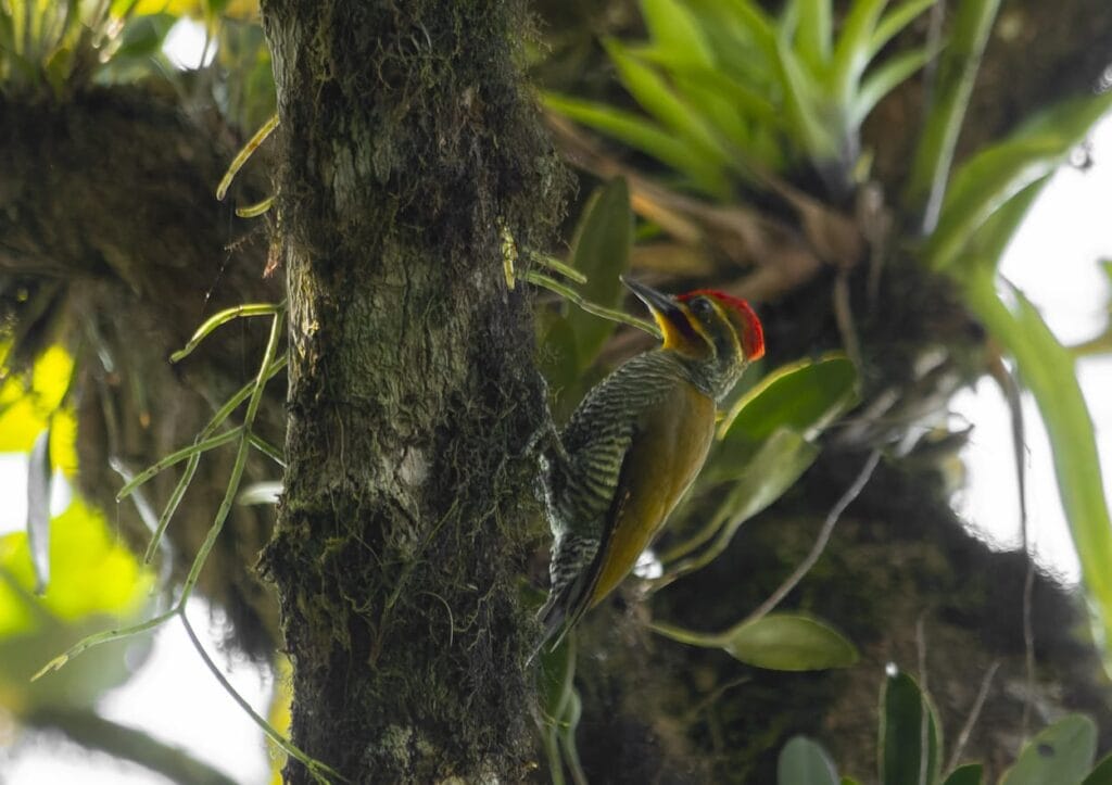Suzano Contribui para a Biodiversidade e Registra 26 Espécies Ameaçadas em São Paulo