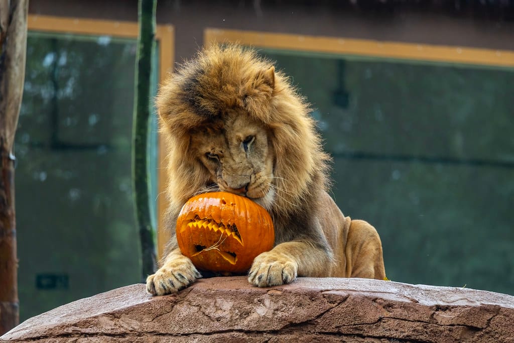 Halloween no Zoológico de São Paulo