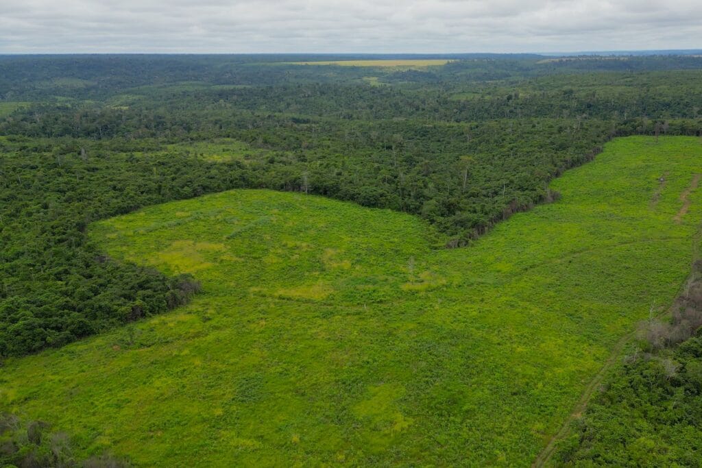 BNDES aprova R$ 250 milhões para projeto da Suzano restaurar florestas nativas