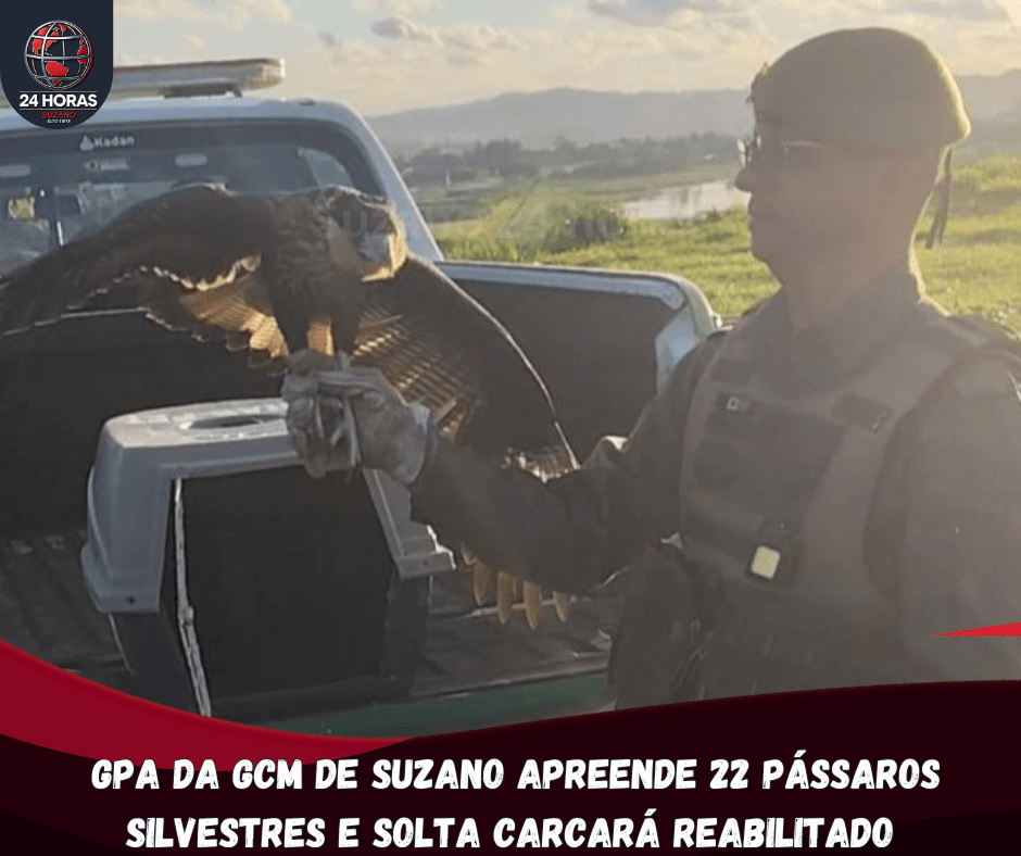 GPA da GCM de Suzano apreende 22 pássaros silvestres e solta carcará reabilitado
