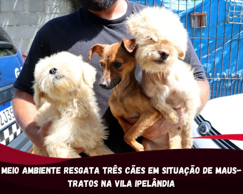 Meio Ambiente resgata três cães em situação de maus-tratos na Vila Ipelândia