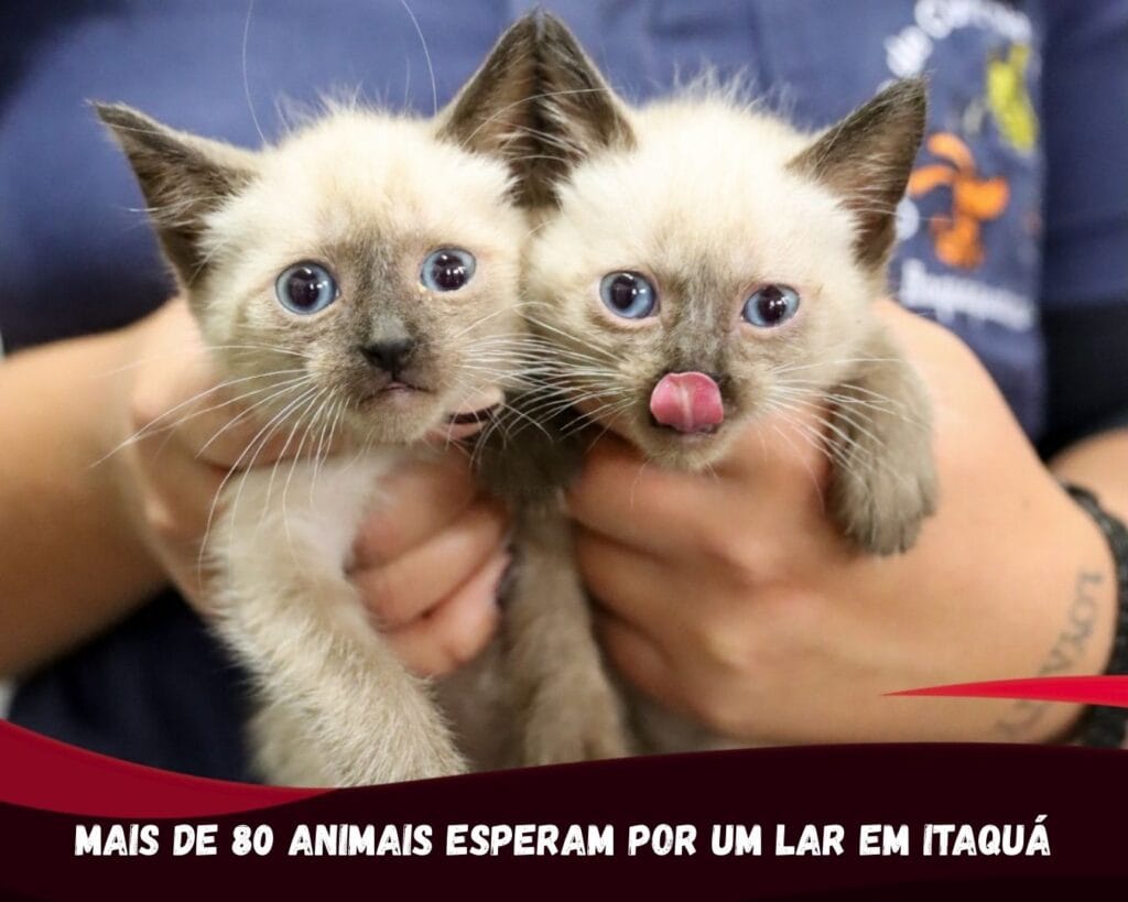 MAIS DE 80 ANIMAIS AGUARDAM UM NOVO LAR EM ITAQUÁ