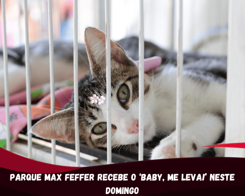 Parque Max Feffer recebe o ‘Baby, me Leva!’ neste domingo