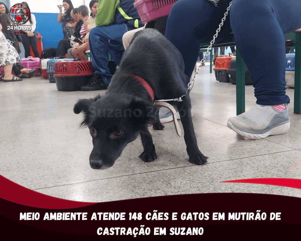 MEIO AMBIENTE ATENDE 148 CÃES E GATOS EM MUTIRÃO DE CASTRAÇÃO EM SUZANO